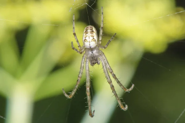 거미줄에 거미가 먹이를 가까이 기다리고 — 스톡 사진