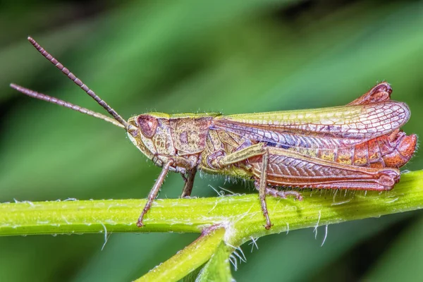 Large Grasshopper Blade Grass Close — Stock Photo, Image