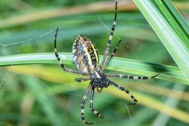 Argiope örümceği çimenlerin üzerinde sürünüyor..