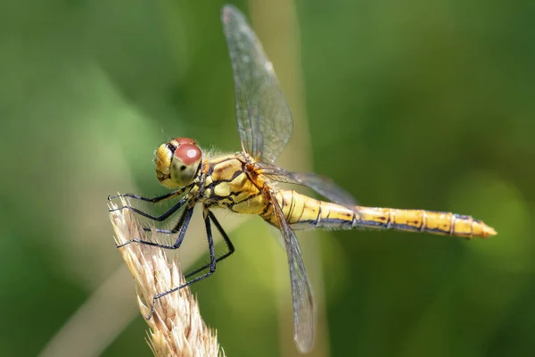 Large Yellow Dragonfly Blade Grass Close — Stock Photo, Image
