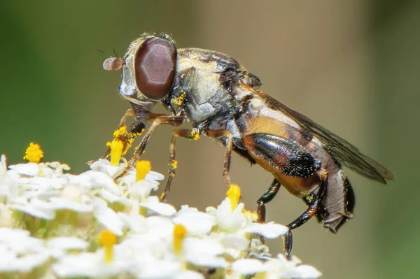 Mikroskopický Hmyz Sbírá Nektar Bílých Žlutých Květů Zblízka — Stock fotografie