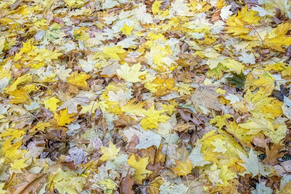 Природний Осінній Фон Жовте Опале Кленове Листя Землі — стокове фото