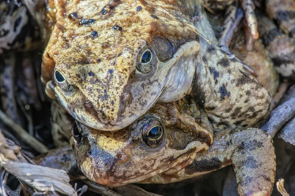 Close up of the heads of two large frogs having sex.