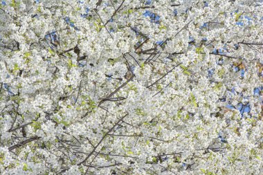 Beyaz kiraz çiçeklerinin doğal bahar arkaplanı.