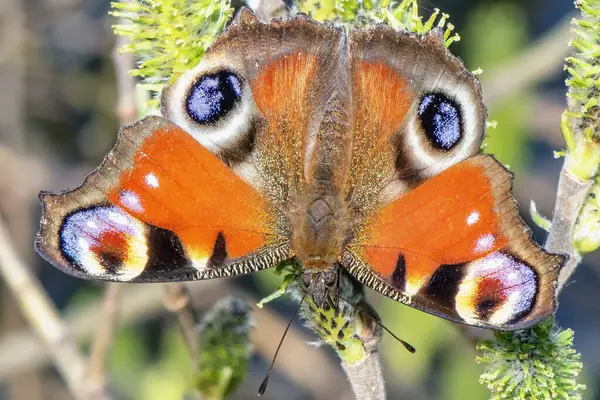 stock image Multicolored butterfly sitting on flowering willows close up.