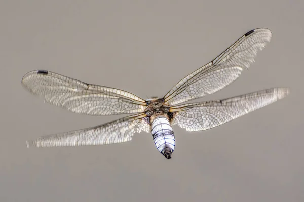 Eine Große Libelle Flug Nahaufnahme Rückansicht — Stockfoto