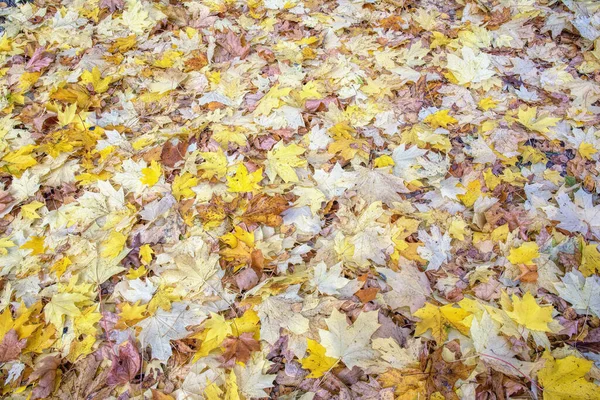 Latar Belakang Musim Gugur Alami Daun Maple Jatuh Kuning Tanah — Stok Foto