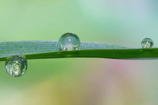 Drops Water Stalk Grass Close — Stock Photo, Image