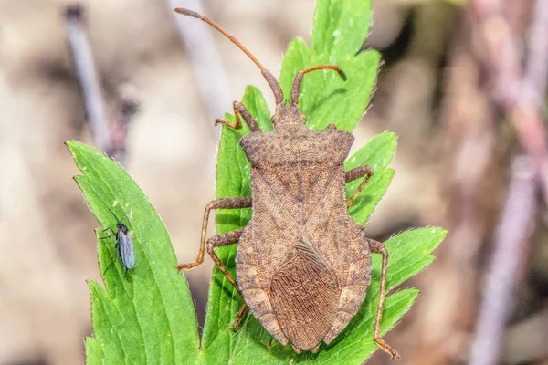 Käfer Und Mikroskopisch Kleines Insekt Auf Einem Grashalm Aus Nächster — Stockfoto