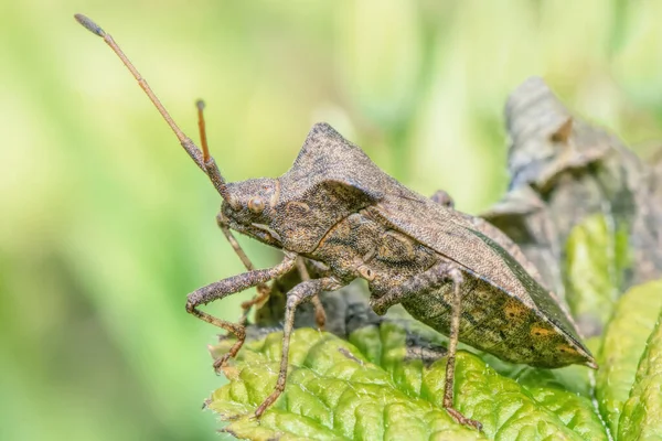Ein Grüner Käfer Auf Einem Grasblatt Aus Nächster Nähe — Stockfoto