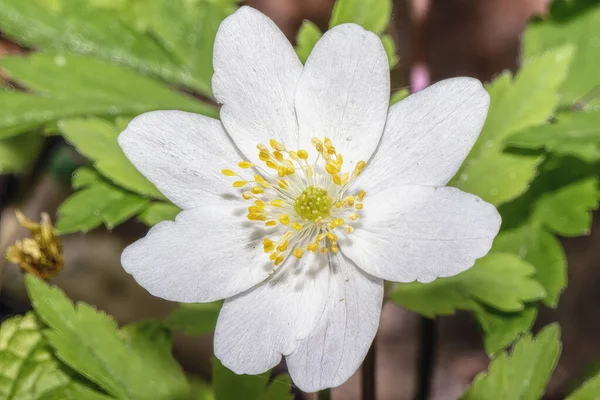 Μικρό Λευκό Λουλούδι Anemone Από Κοντά — Φωτογραφία Αρχείου
