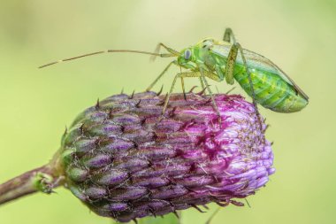 Devedikeni tomurcuğundaki Macrolophus böceği. Yaklaş..