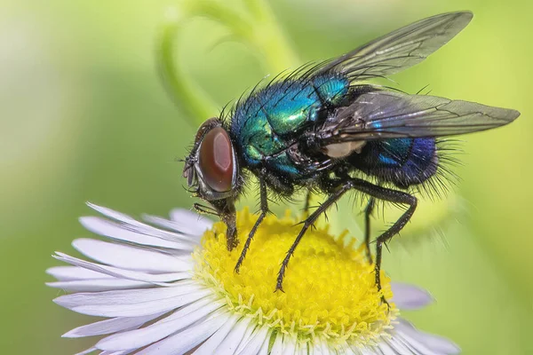 Eine Fliege Sammelt Nektar Aus Der Nähe Einer Kamille — Stockfoto