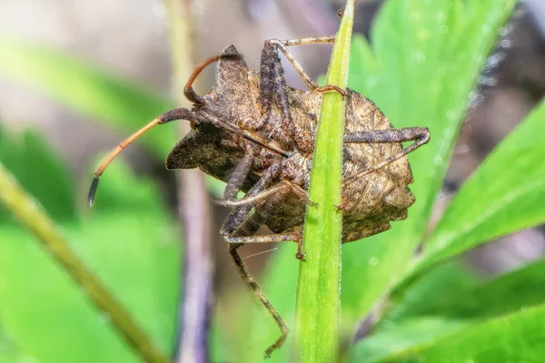 Käfer Auf Einem Grashalm Aus Nächster Nähe — Stockfoto