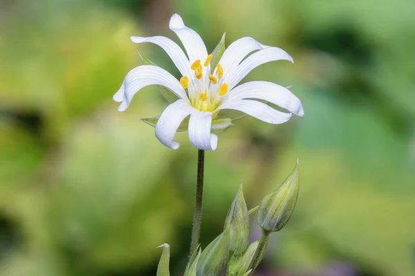 Μικρό Λευκό Λουλούδι Ornithogalum Balansae Από Κοντά — Φωτογραφία Αρχείου