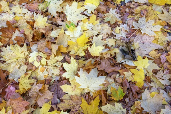 Přírodní Podzimní Pozadí Žluté Padlé Javorové Listy Zemi — Stock fotografie