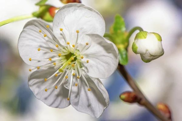 Flor Cerejeira Branca Fechar — Fotografia de Stock