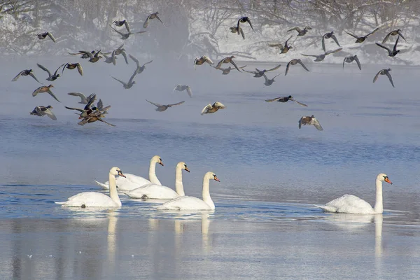 Зимний Пейзаж Лебеди Плавают Замерзшем Пруду Над Ними Летают Дикие — стоковое фото