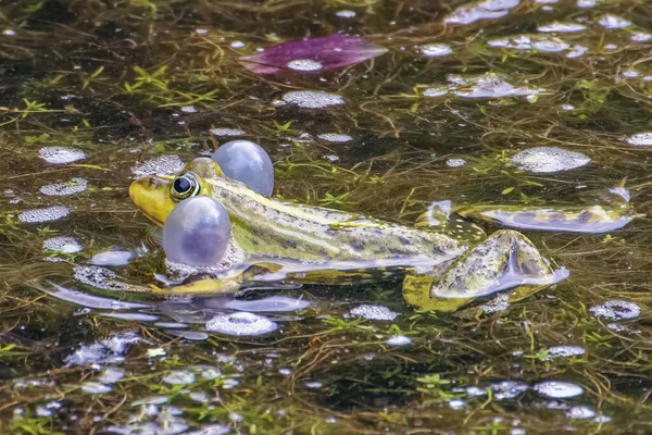 在交配季节 青蛙在池塘表面的近距离接触 — 图库照片