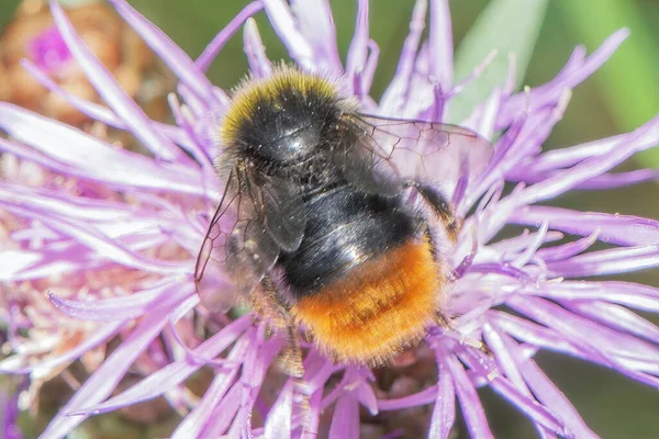 一只大黄蜂从靠近它的花朵上采集花蜜 — 图库照片