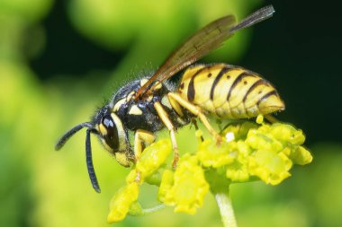 Galyalı eşekarısı çiçeklerin nektarını yakından topluyor.