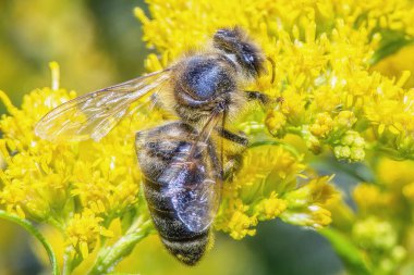 Bir arı, çiçeğin yakınından nektar toplar..