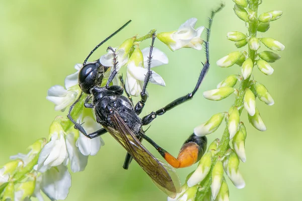 stock image Ammophila sabulosa insect on a flower close up.