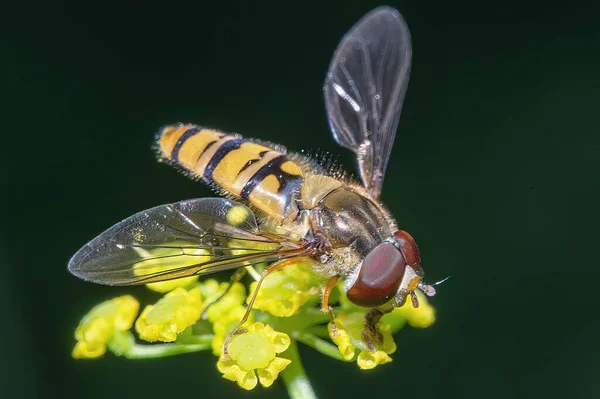 Insecto Recoge Néctar Flores Amarillas Cerca — Foto de Stock