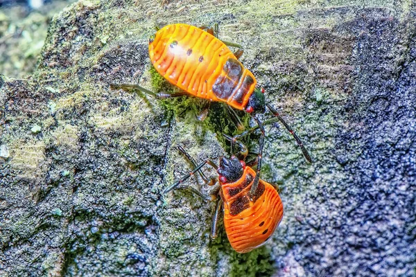 Två Mikroskopiska Orange Skalbaggar Sten Nära Håll — Stockfoto