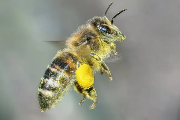 Arı Uçuyor Yaklaş — Stok fotoğraf