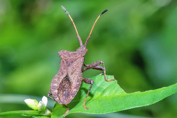 Käfer Auf Einem Blatt Aus Nächster Nähe — Stockfoto