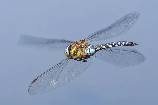 Large Dragonfly Flight Close Rear View — Stock Photo, Image