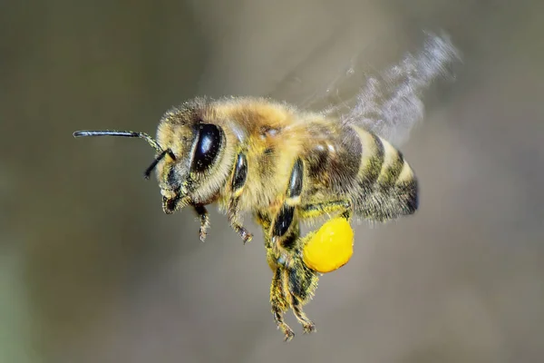 Pszczoła Locie Bliska — Zdjęcie stockowe