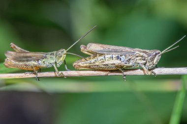 İki büyük çekirge bir çim yaprağının üzerinde..