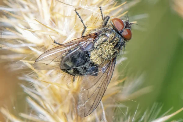 Eine Fliege Einer Pflanze Aus Nächster Nähe Der Tierwelt — Stockfoto