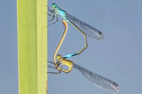 两只蜻蜓在草叶上进行繁殖 — 图库照片