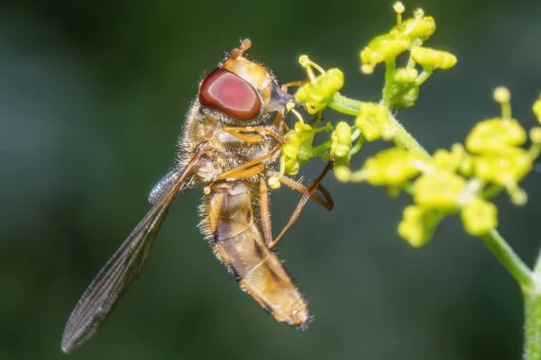 Ein Fliegenartiges Insekt Sammelt Nektar Aus Der Nähe Von Blüten — Stockfoto