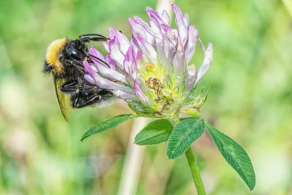 一只大黄蜂从靠近它的三叶草花中采集花蜜 — 图库照片