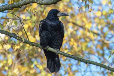 Siyah bir karga, sarı sonbahar yapraklarının arka planında bir dalda oturur..