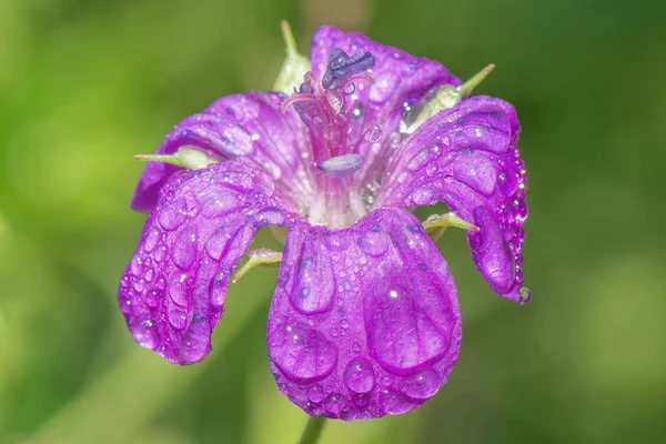 Modrá Květina Močálu Muškát Kapkách Rosy Zblízka — Stock fotografie