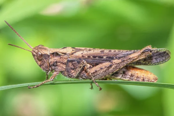 Large Grasshopper Leaf Meadow Close — Stock Photo, Image