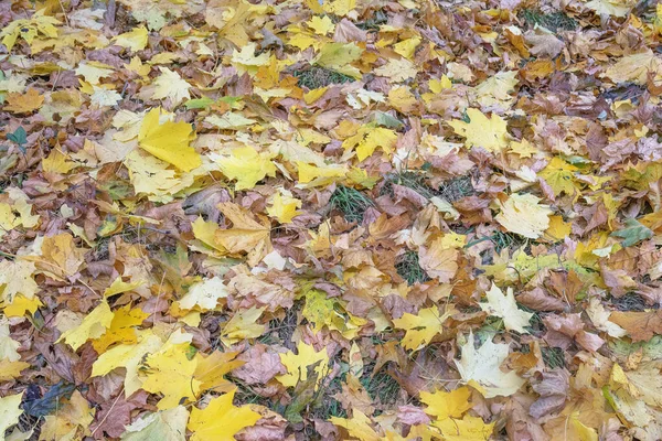 Natürlicher Herbsthintergrund Gelbe Ahornblätter Auf Dem Boden — Stockfoto