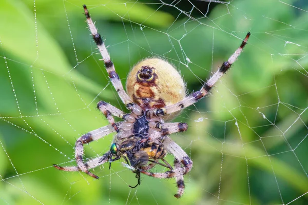 A large spider caught and eats an insect close up.