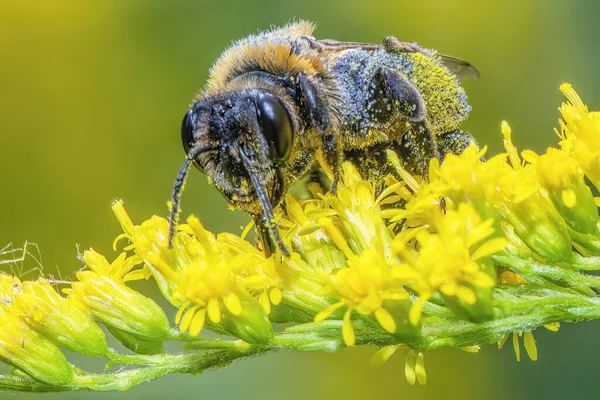 Bir Arı Çiçekten Nektar Toplar — Stok fotoğraf