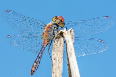 Büyük kırmızı yusufçuk çimlerin üzerinde.