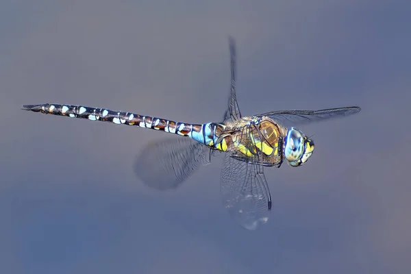 Een Grote Libelle Vlucht Van Dichtbij — Stockfoto