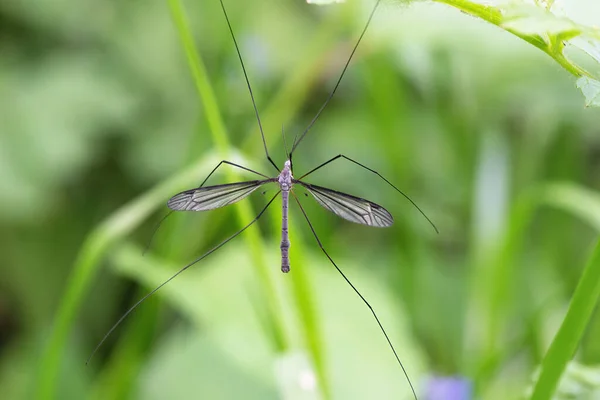 Inseto Mosquito Pernas Longas Perto — Fotografia de Stock