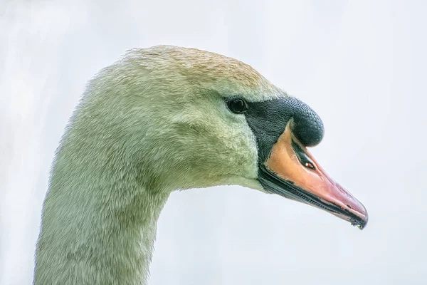 Голова Немого Лебедя Крупным Планом — стоковое фото