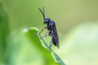 Çayırda yaprağın üzerinde küçük bir böcek. Yaklaş..