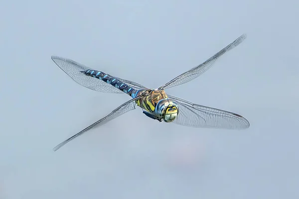 Eine Große Libelle Flug Aus Nächster Nähe — Stockfoto